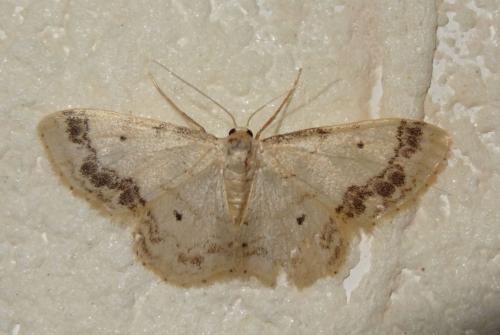 Idaea trigeminata